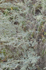Artemisia absinthium