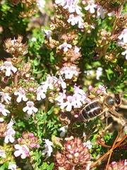 Apis mellifera