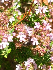 Apis mellifera
