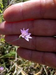 Xeranthemum cylindraceum