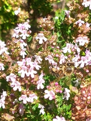 Apis mellifera