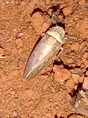 Sordana sordida