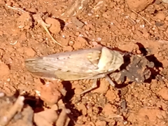 Sordana sordida