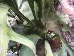 Platycerium bifurcatum