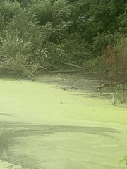 Botaurus lentiginosus