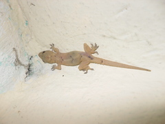 Hemidactylus mabouia