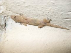 Hemidactylus mabouia