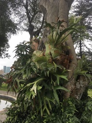 Platycerium bifurcatum