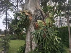 Platycerium bifurcatum