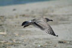 Western Gull photo 6