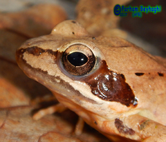 Rana pseudodalmatina