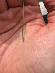 Eleocharis ovata