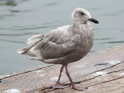 Glaucous-winged Gull, photo 5 of 9