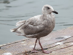 Glaucous-Winged Gull photo 4