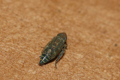 Deltocephalini
