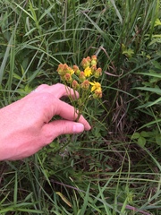 Packera schweinitziana