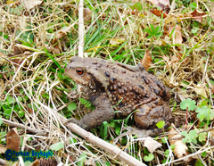Bufo eichwaldi