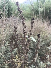 Verbascum galilaeum