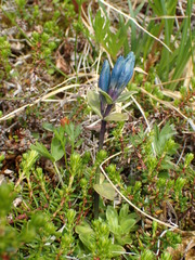 Gentiana glauca