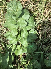 Tordylieae