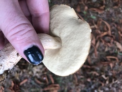 Leccinellum rugosiceps