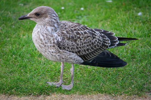 Foto de Lesser Black-backed Gull