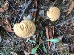 Leccinellum rugosiceps