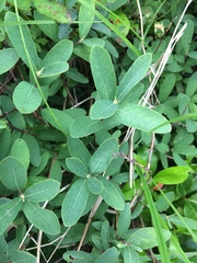 Lonicera villosa