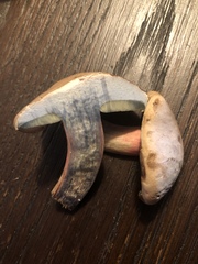 Caloboletus inedulis