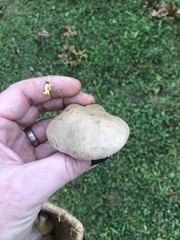 Caloboletus inedulis