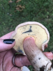 Caloboletus inedulis