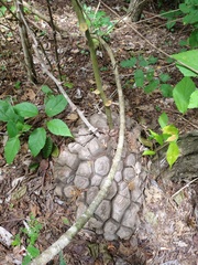 Dioscorea mexicana