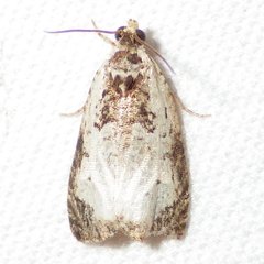 Olethreutes punctanum