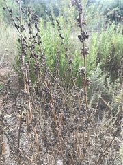 Verbascum galilaeum
