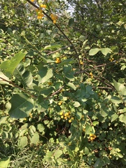 Prunus virginiana