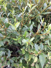 Salix lucida