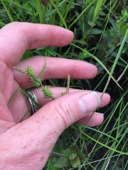 Carex flava
