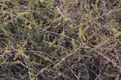 Aspalathus retroflexa