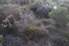 Aspalathus retroflexa