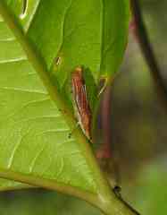 Raphirhinus phosphoreus