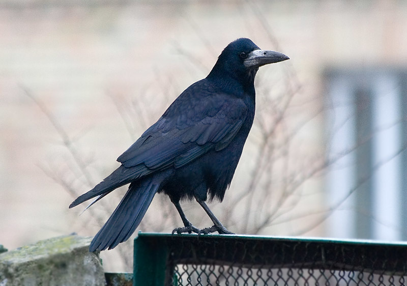 Rook Bird Facts (Corvus frugilegus)