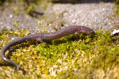 Plethodon electromorphus