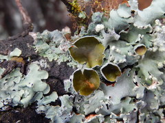 Xanthoparmelia hypomelaena