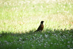 Turdus migratorius