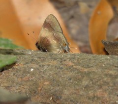 Lamprospilus orcidia