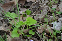 Viola cucullata