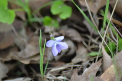 Viola cucullata