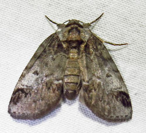 Sleeping Baileya Moth photo 3