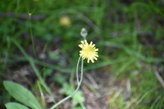 Pilosella officinarum