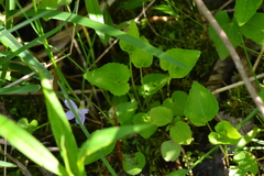 Viola cucullata